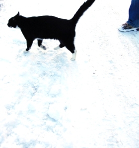black cat, snow